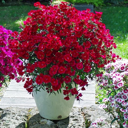 Dianthus 'SUMMER DIAMONDS Little Red' - Nelk 'SUMMER DIAMONDS Little Red' P9/0,55L 